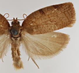   C .  obsoletana. ©  Loren Jones. Image used with permission.
